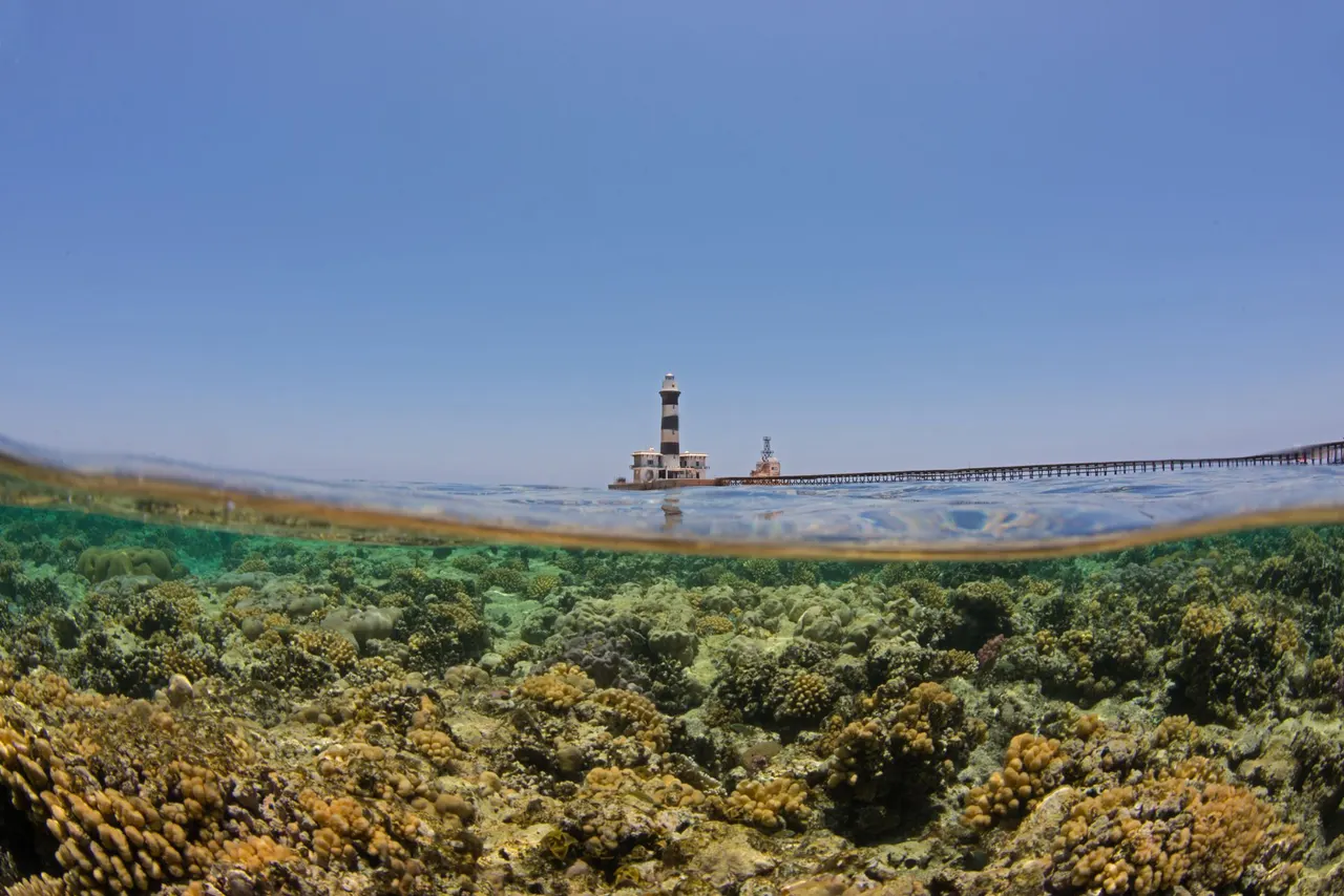 Egypt’s Climate-Resilient ‘Super Corals’ Are Starting to Feel the Heat
