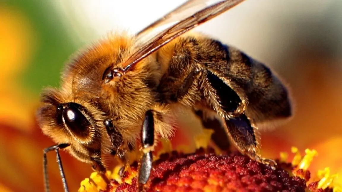 High-speed video reveals how honey bee stingers pump venom