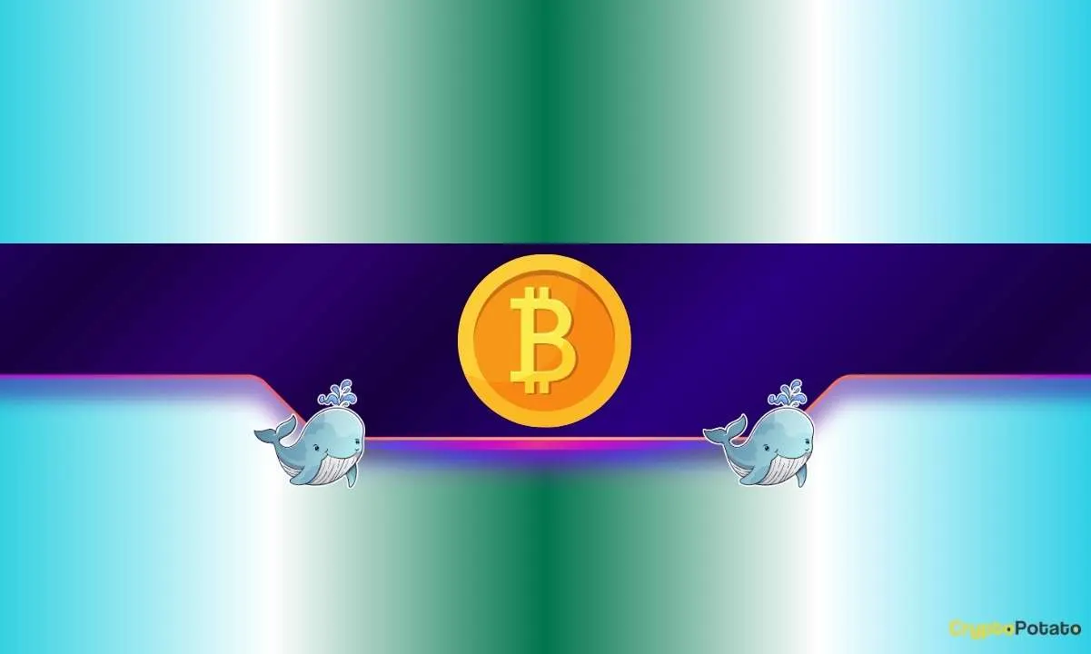 Bitcoin Whales Keep Buying Despite BTC’s Price Struggles