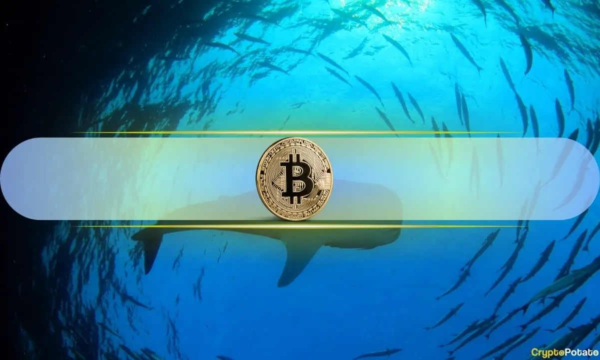 Bitcoin Whales Resume Buying After Months of Selling: CryptoQuant