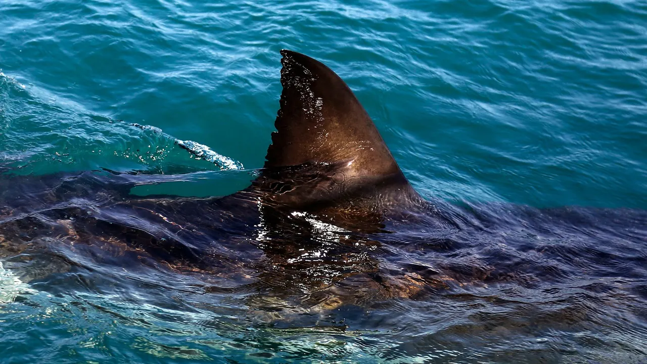 Woman killed in shark attack in South Africa