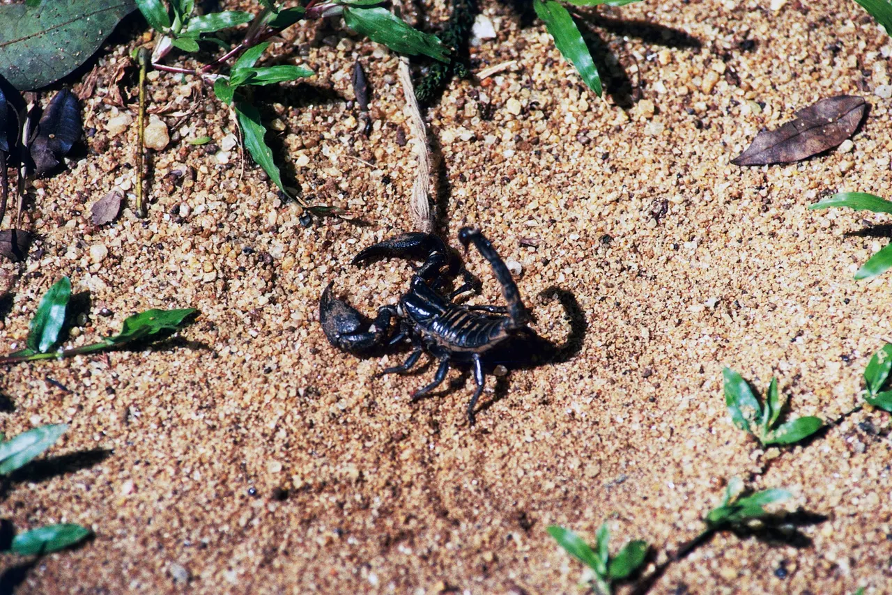 Claude did not invent scorpion antivenom
