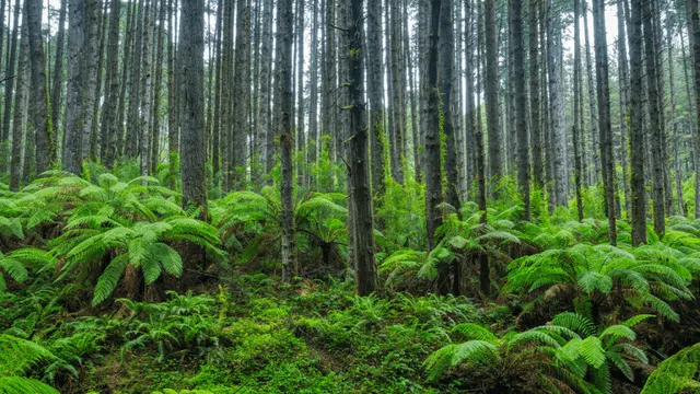 Scientists Stumbled Back Onto a Forest Experiment Abandoned for 30 Years, and the Results Stunned Them